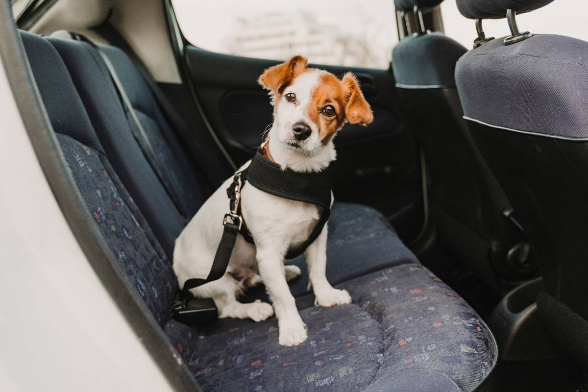 What is a Pet Taxi?