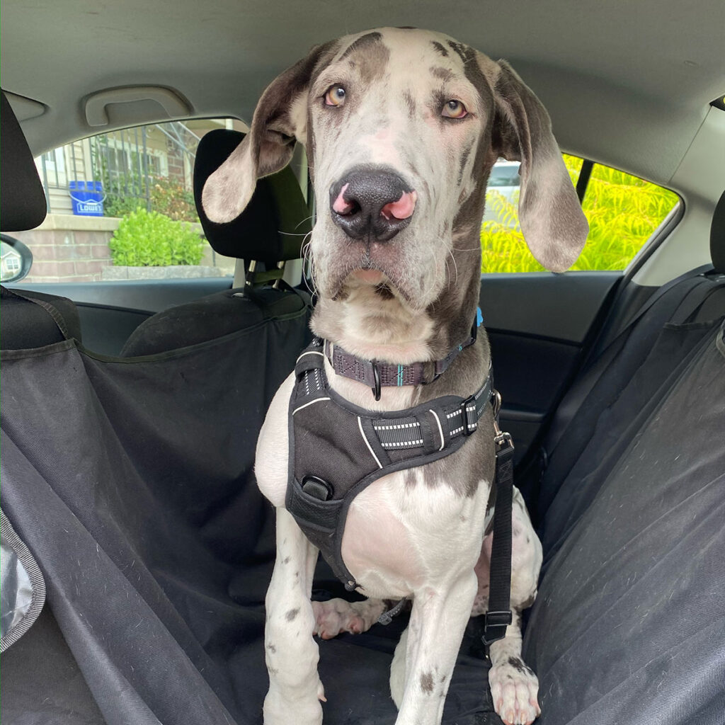 Who's Driving My Pet Cat And Dog Transportation Leash