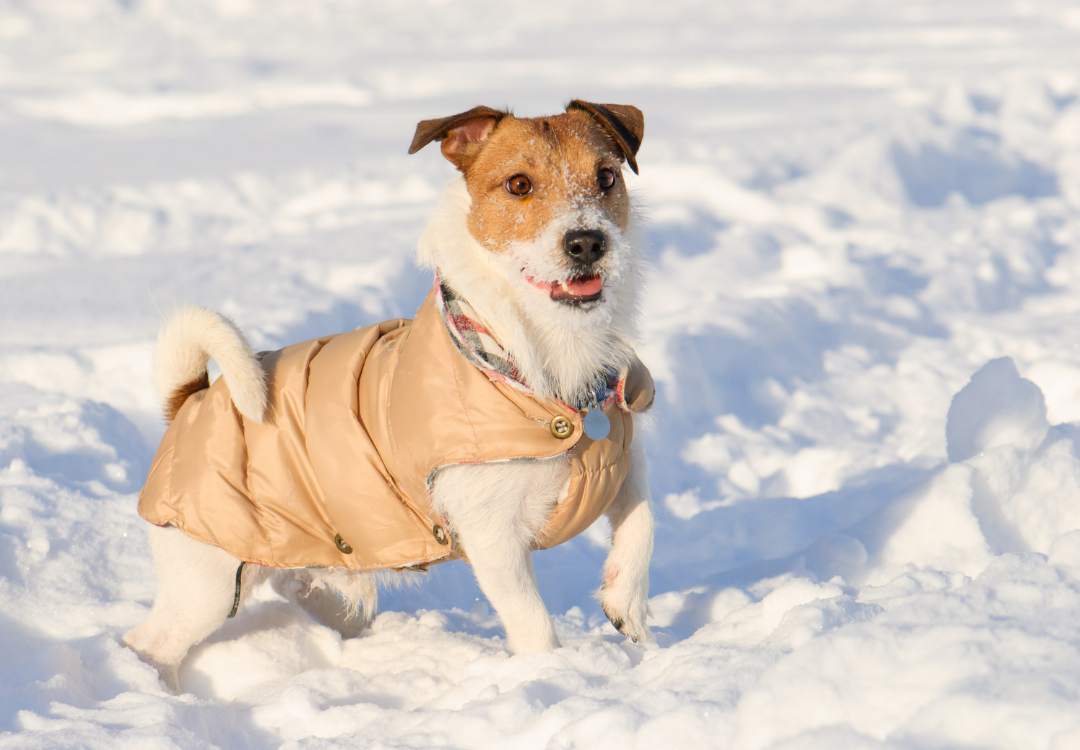 Winter Pet Wellness: Ensuring Comfort During Cold Weather Transports with Leash