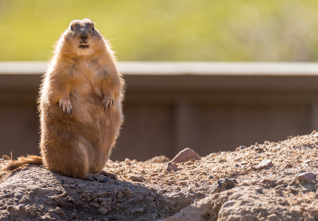 Groundhog Day: Preparing Your Pet for an Early Spring. Fingers Crossed!