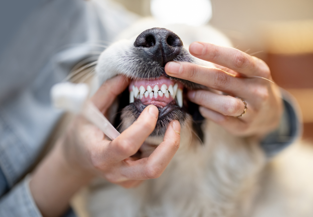 Bright Smiles, Happy Tails: Celebrating Pet Dental Health Month