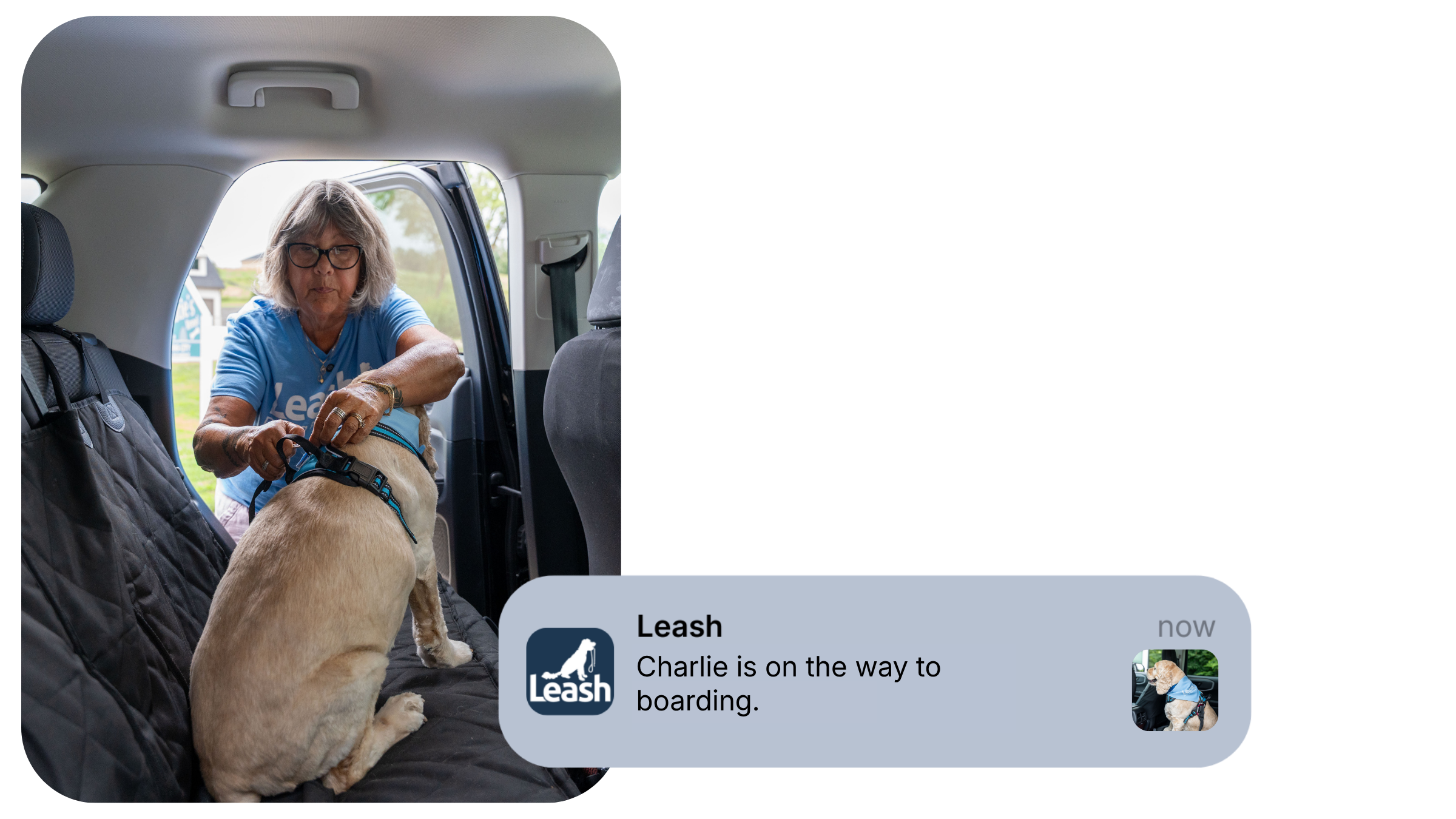 Leash driver securing a dog for transportation