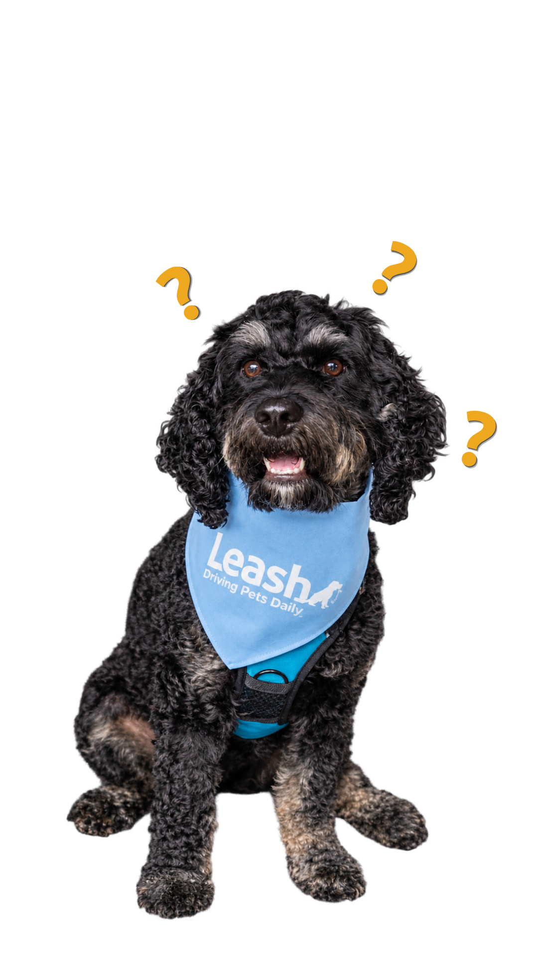 Leash dog with questions